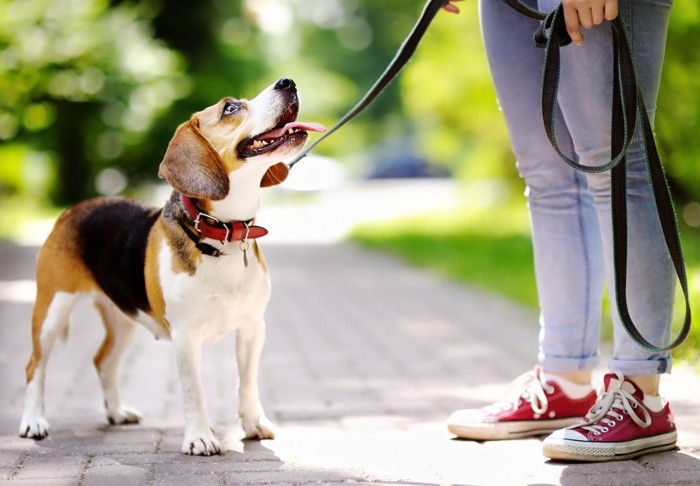 散歩中に飼い主を見上げる犬