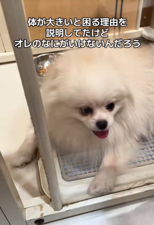 木ノ葉丸くんとの出会い2