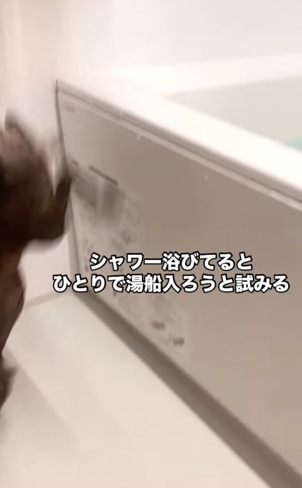 降りる犬