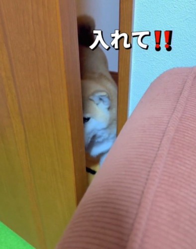 ドア前に居る犬に「いいよ」と言う飼い主