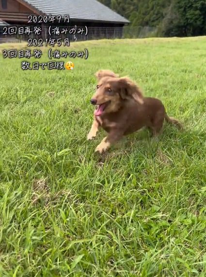 走り回るワンコ