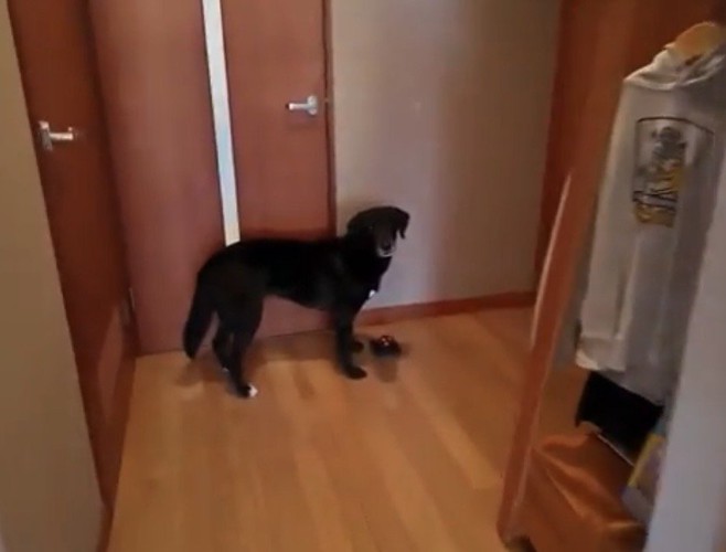 ベルの前で待つ犬