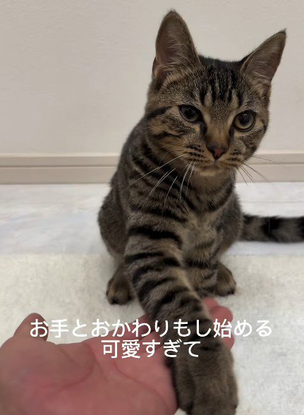犬のコマンドも習得済み♪