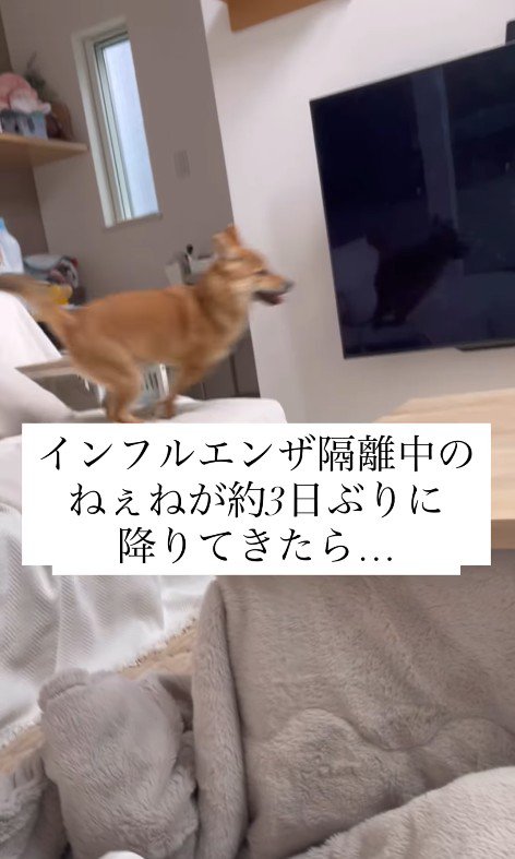 らむねちゃんとお姉ちゃんの再会