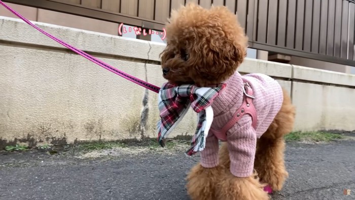 茶色の犬