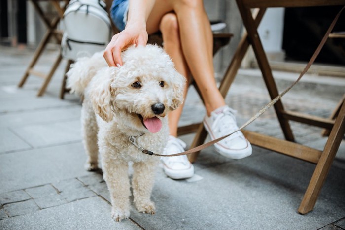 カフェを利用する飼い主の足元にいる犬