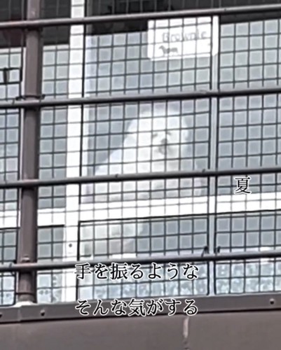 窓から外を見る犬