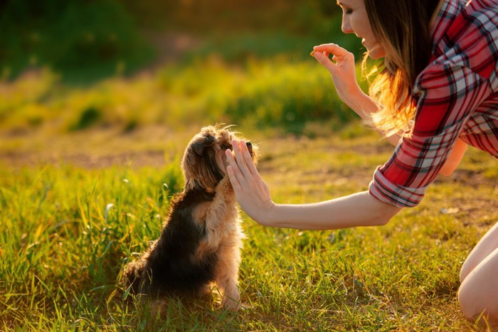 女性にハイタッチする犬