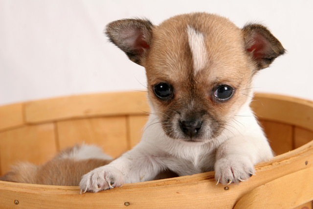 カゴに入っている子犬