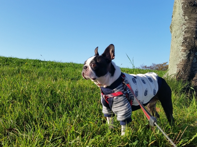 お散歩する犬