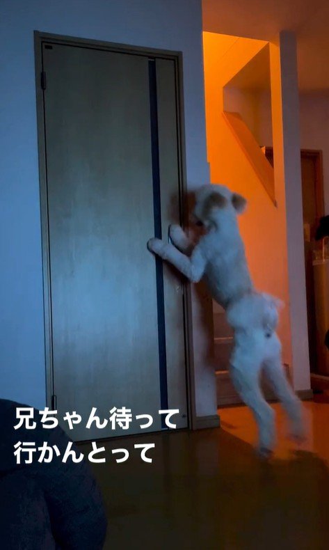 ますお君の人間のような行動7
