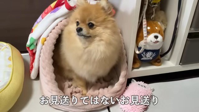 ハウスから顔を覗かせる犬