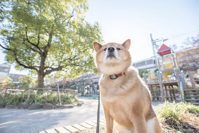 空気中のにおいを嗅ぐ犬