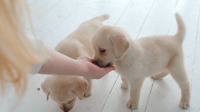 ːおやつを貰う子犬