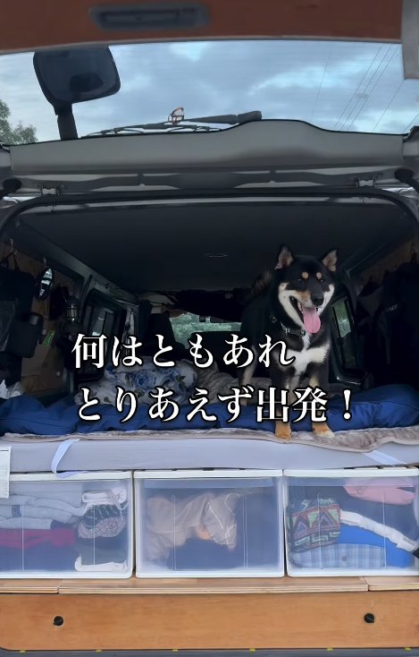 車に乗って旅に出発する柴犬