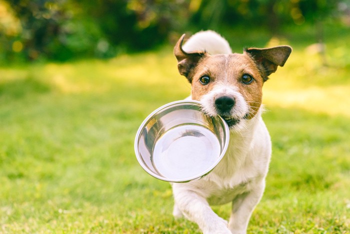 食器を咥えて走る犬