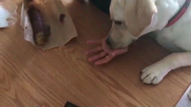 食べる犬アップ