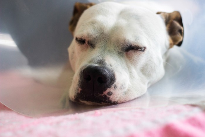 麻酔をして眠る犬