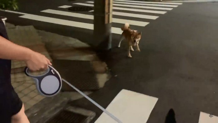 車道に飛び出す柴犬さん