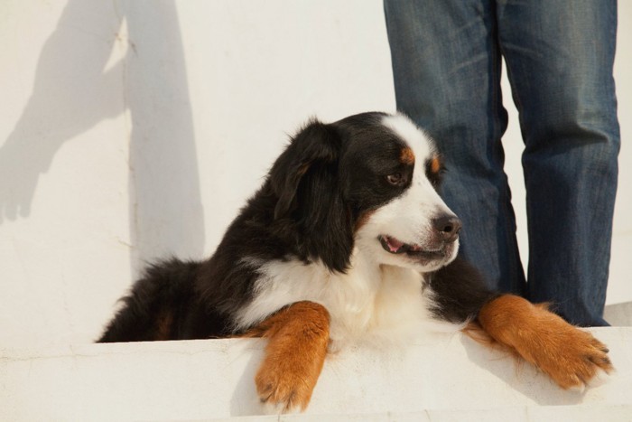 犬と男性の足