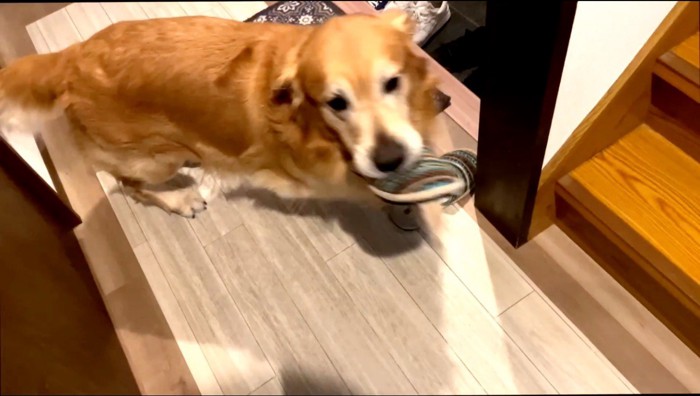 スリッパを咥えて飼い主を見る犬