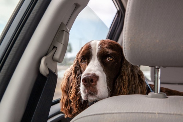 車の助手席から疲れた顔で振り返る犬