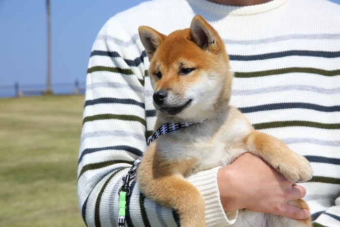 屋外で飼い主に抱っこされている柴犬