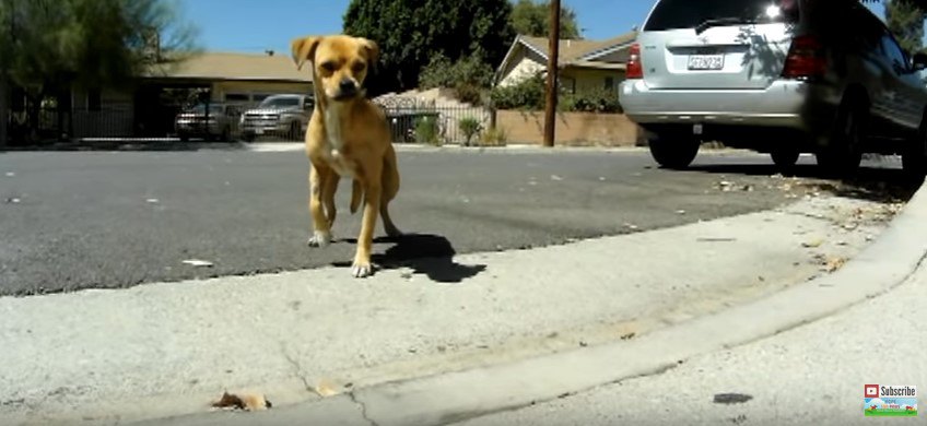 近づく犬