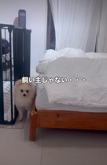意を決して近づく愛犬
