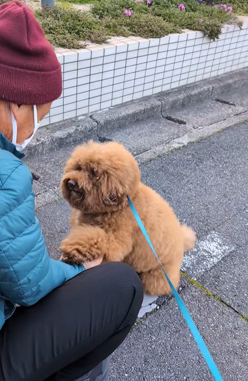 バスの運転手に遊んでもらう小型犬