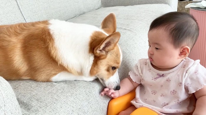 赤ちゃんの手を嗅ぐ犬