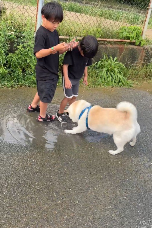 水たまりで遊ぶスズちゃんたち4