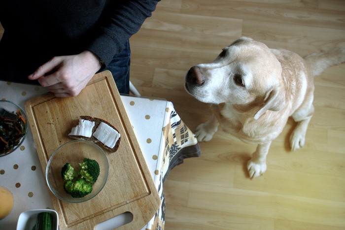 食事の用意を座って見ている犬