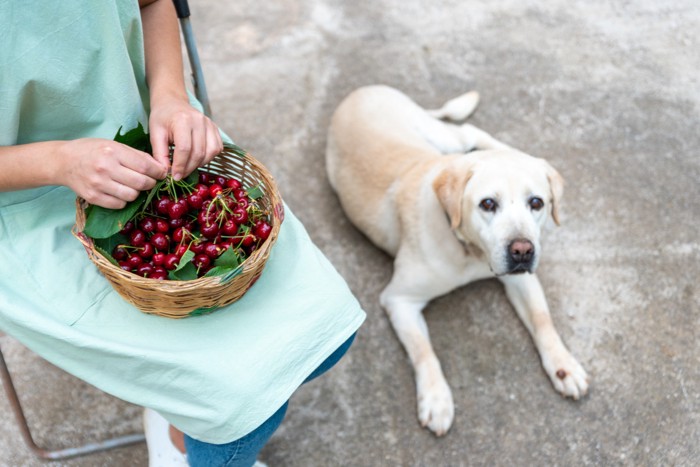 アメリカンチェリーの葉を取っている人のそばで伏せる犬
