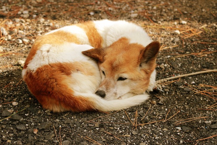 うずくまる犬