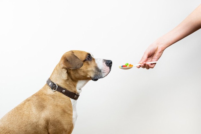 スプーンで餌を与えられる犬