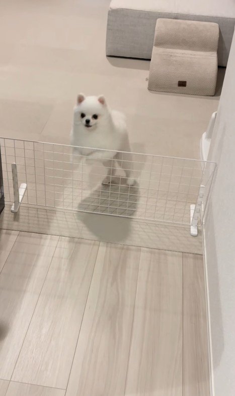 ぴょこぴょこ飛び跳ねながら待機