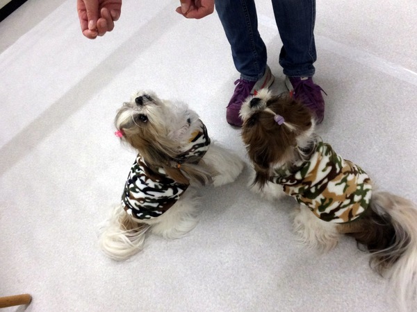 ドッグダンスでの愛犬のおすわり