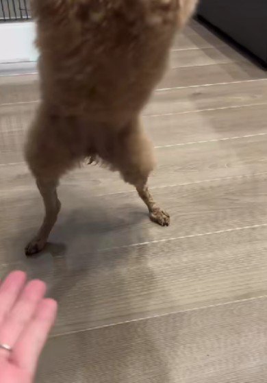 二本足でオテ！