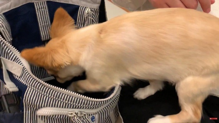 お膝に乗ったりバッグに戻ったり…