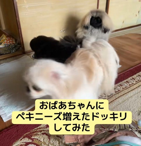 おばあちゃんにサプライズ