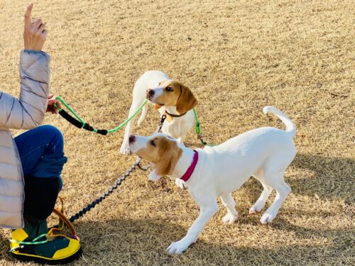 指示を受ける犬2匹