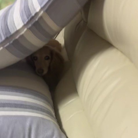 ソファとクッションの間に避難