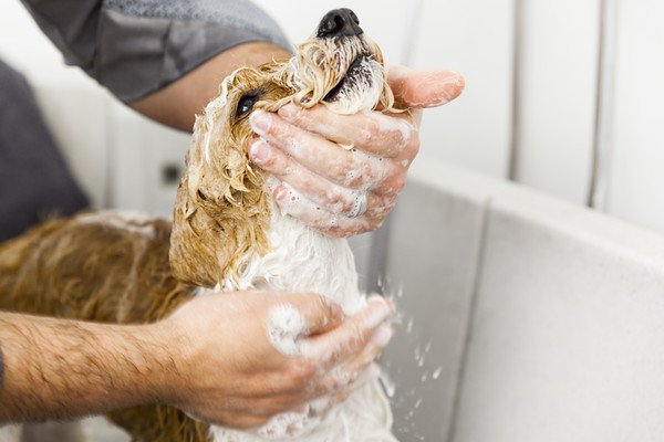 老犬に負担をかけないシャンプーの仕方とコツ