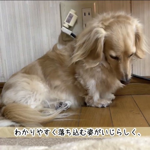 下を俯くダックスフンド「わかりやすく〜」
