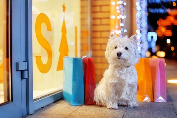 店の前で待つ犬