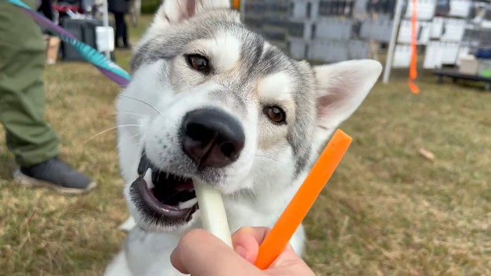 大根を食べるいちみちゃん