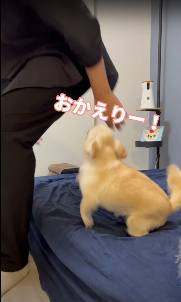 飼い主を見て立ち上がりかけている犬