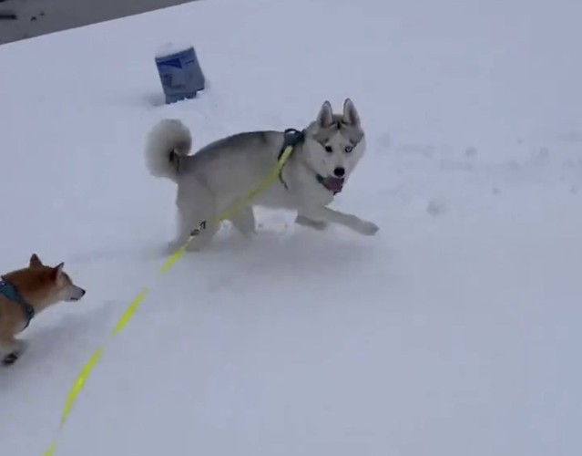もう1匹の犬と走る犬