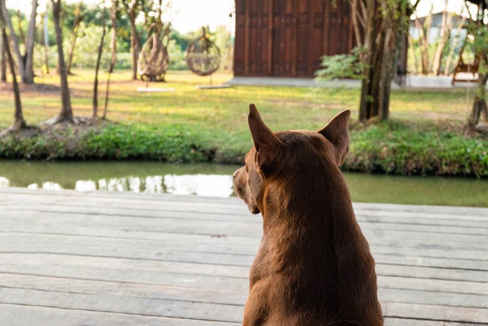 犬の後ろ姿